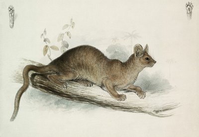 Das Frettchen, 19. Jahrhundert von Edward Lear